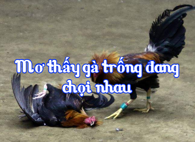 Mơ thấy gà trống đang chọi nhau