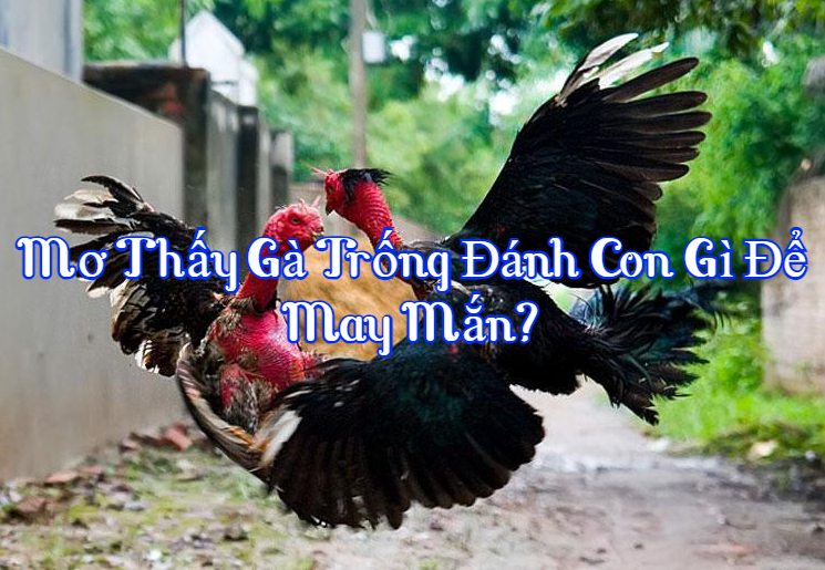 Mơ thấy gà trống đánh con gì để may mắn?