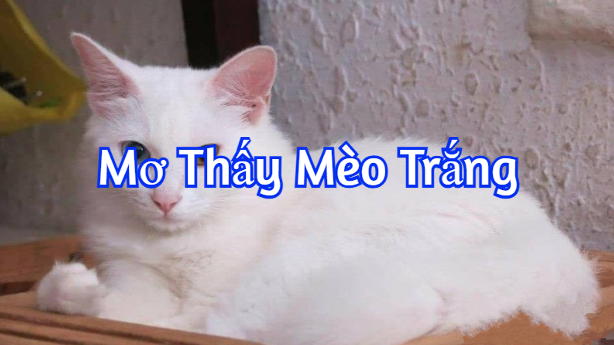 Mơ thấy mèo trắng