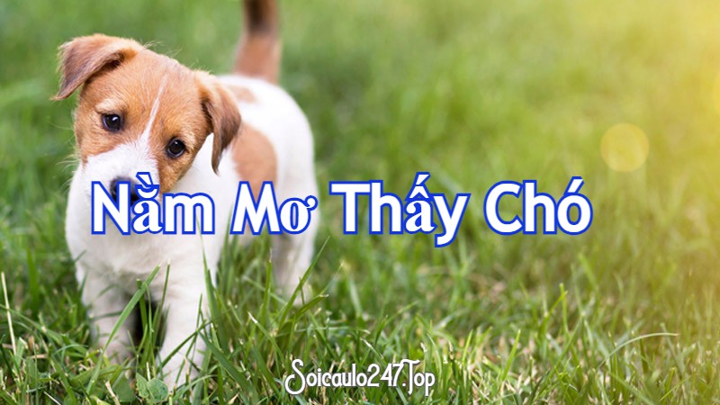 Nằm mơ thấy chó 