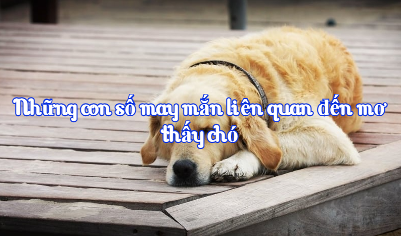 Những con số may mắn liên quan đến mơ thấy chó