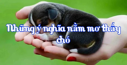 Những ý nghĩa nằm mơ thấy chó